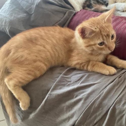 Cheddar