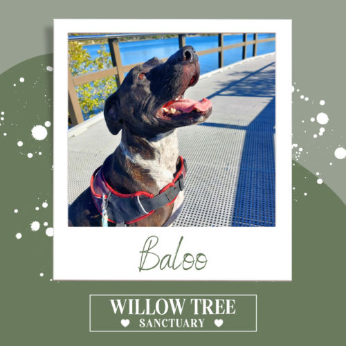 No photo for Baloo