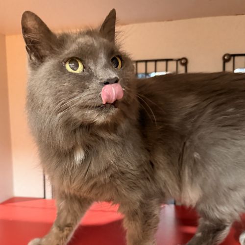 Puss