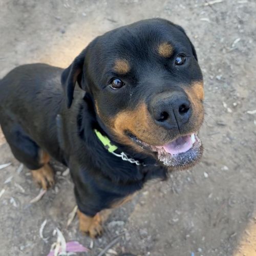 Rex