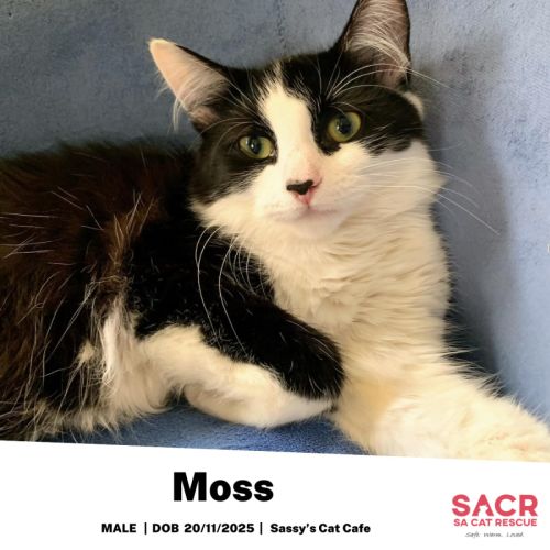 Moss