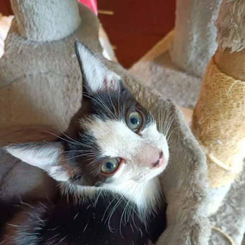 Nimbus