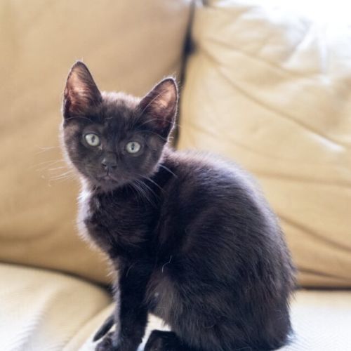 Kit