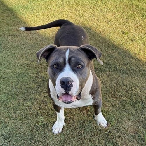 Biggie *$250 Adoption Fee*