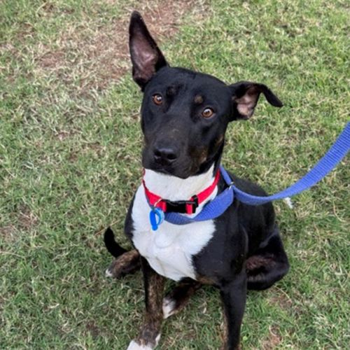 Koda *$250 Adoption Fee*