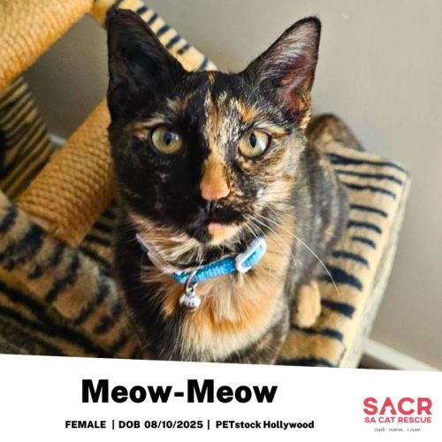 Meow-Meow