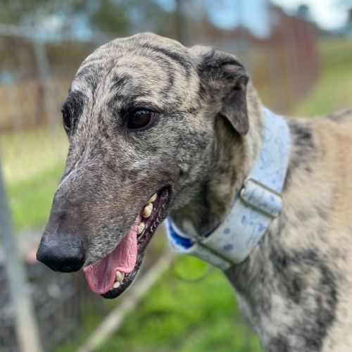 Wishbone The Greyhound