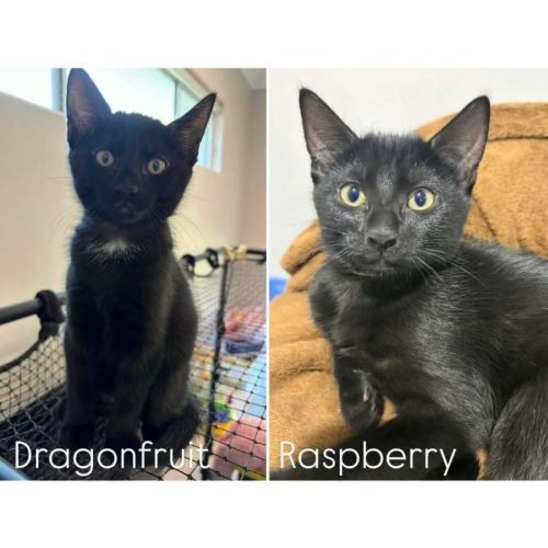 13775/8 - Dragonfruit, Raspberry