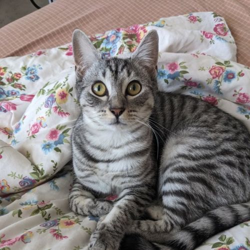Frankie - In foster care in Coburg