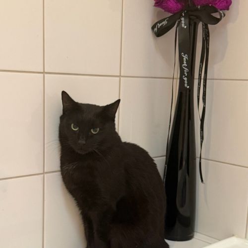 Fern *9 Lives Project Rescue*