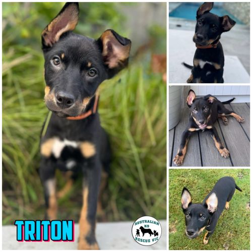 Triton 