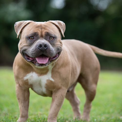 Bowser