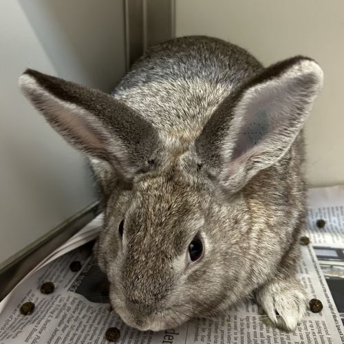 Private Parsley (bonded With Captain Carrot)