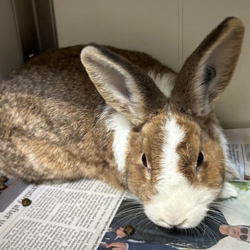 Captain Carrot (bonded With Private Parsley)