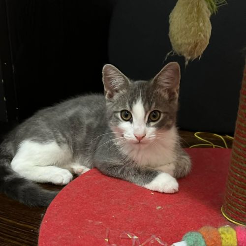 Penn **2nd Chance Cat Rescue**