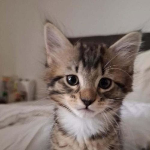 Steve