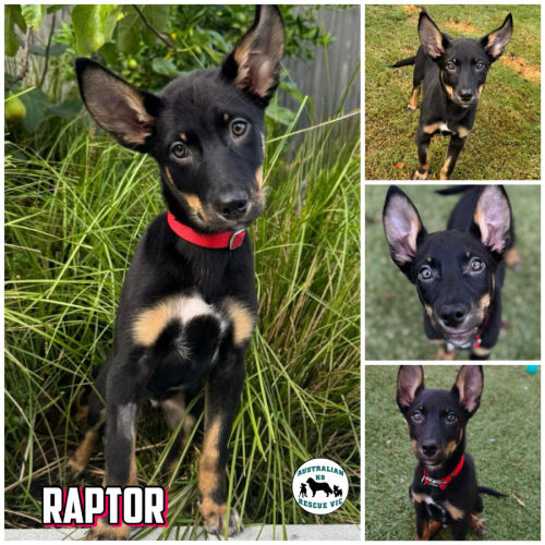 Raptor