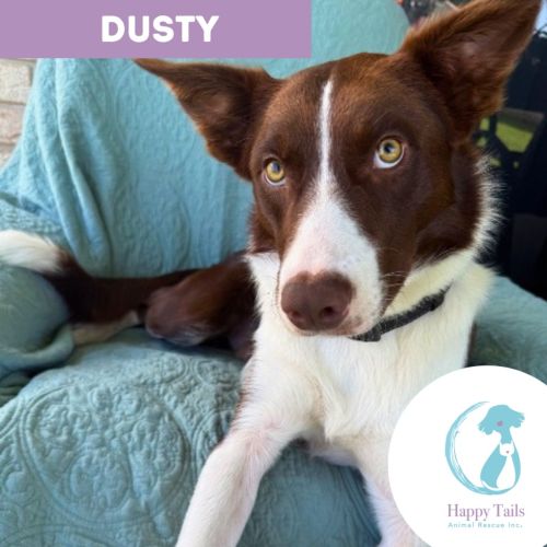 Dusty