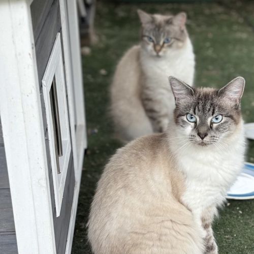 Shabu and Shilo