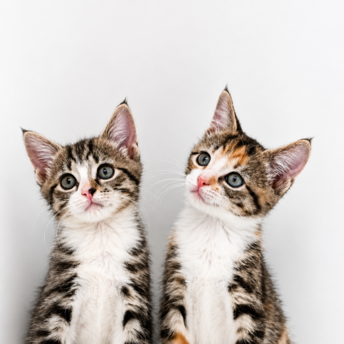 Willow And Ivy 