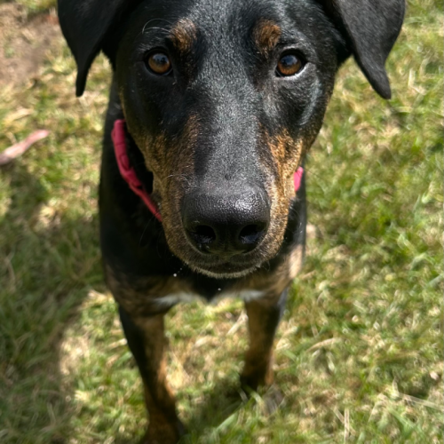Charlie