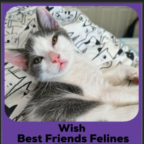 Wish