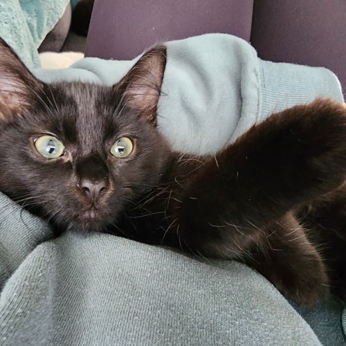 Sabbi