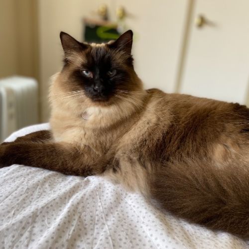 Lulu