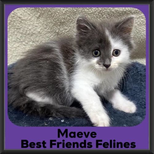 Maeve 