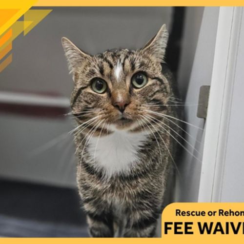 Simba 