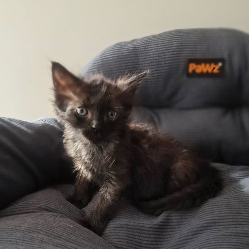 Nyx
