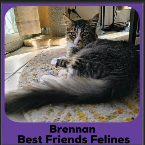 Brennan 