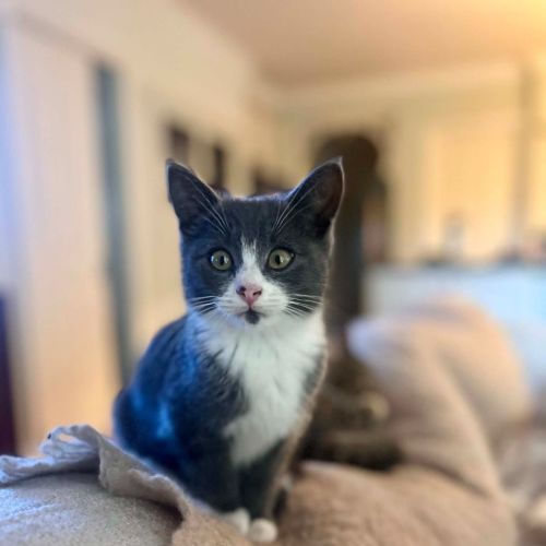 Gus