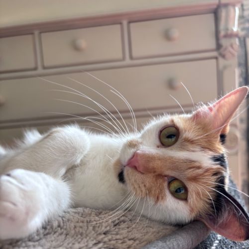 Clementine 