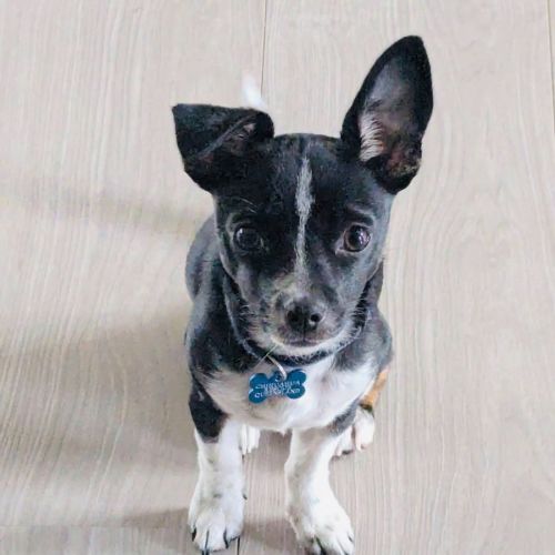 Ham