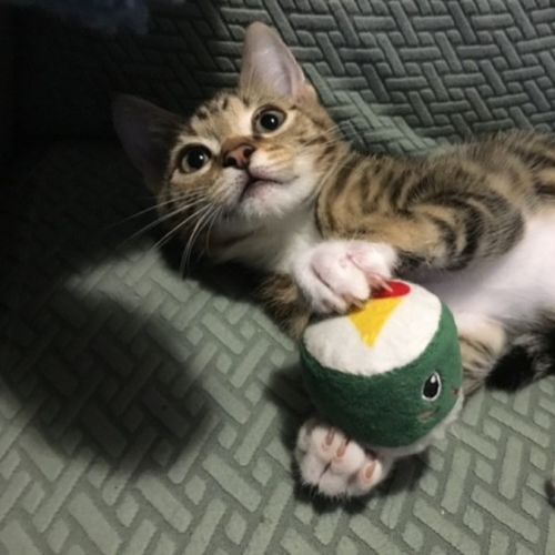 Duckie