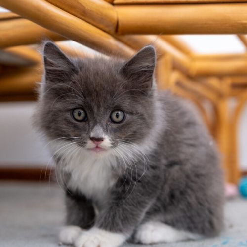 Bluey