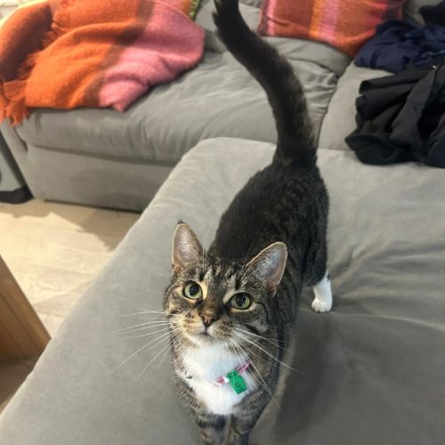 Nova