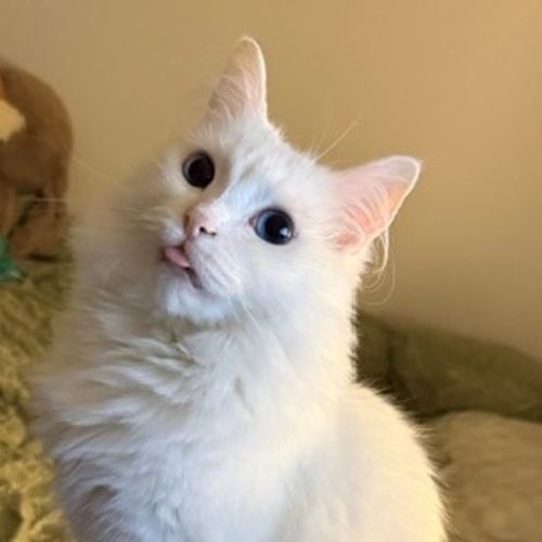 Duchess