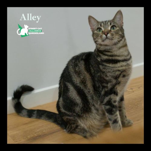 No photo for Alley