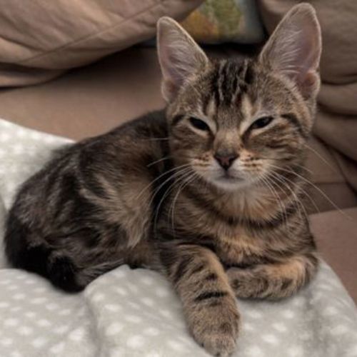 Freya