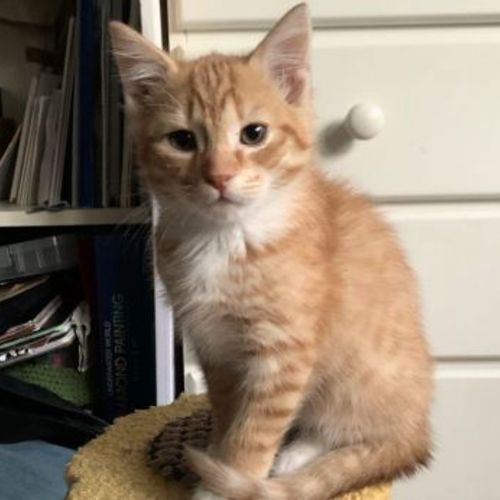 Nacho