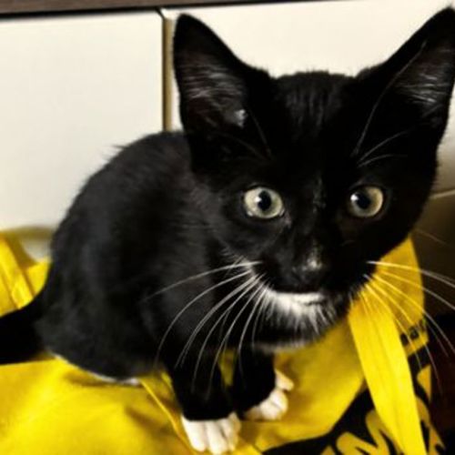 Figaro