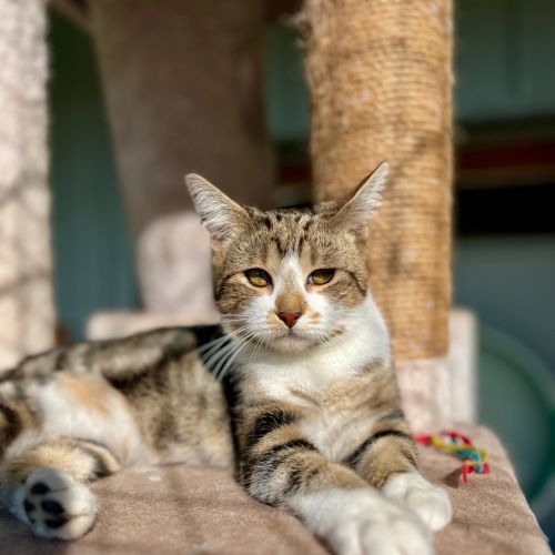 Samson