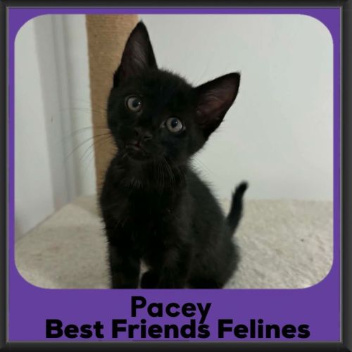 Pacey