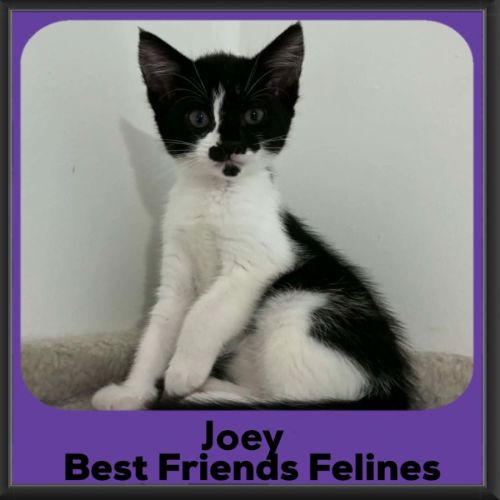 Joey