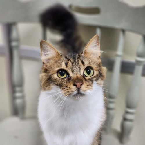 No photo for 💞 Daphne 6682 💞