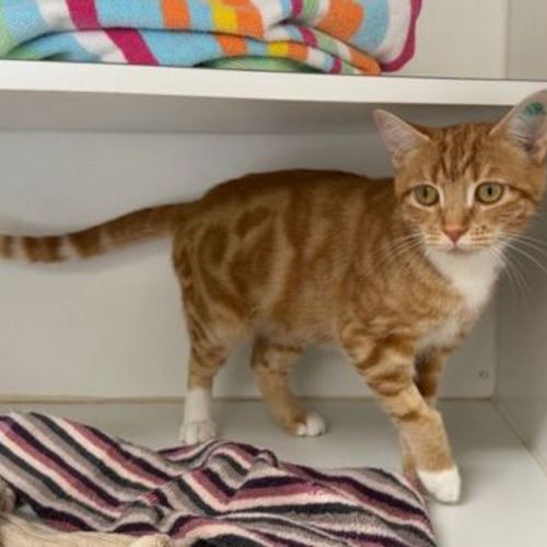 Marmalade