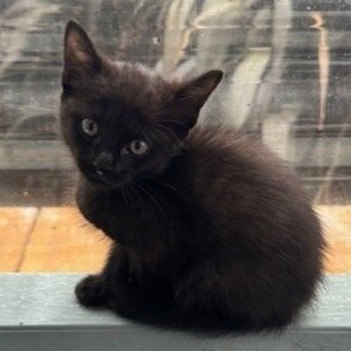 Pickle (was Zorro)