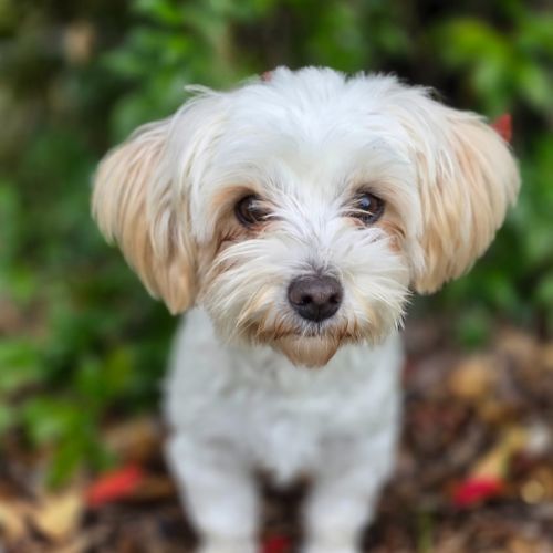Daisy